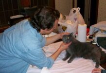 Las cataratas en los gatos