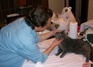 Las cataratas en los gatos