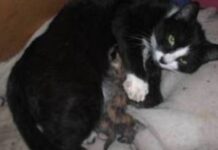 El parto en las mininas