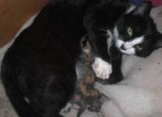 El parto en las mininas