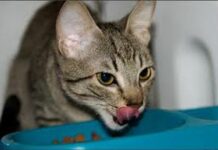 Prevención de la obesidad en los gatos