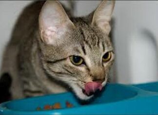 Prevención de la obesidad en los gatos