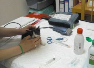 Identificación de los gatos con microchip