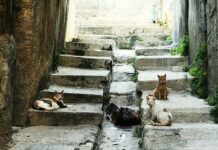 Asentamientos de gatos en las grandes ciudades