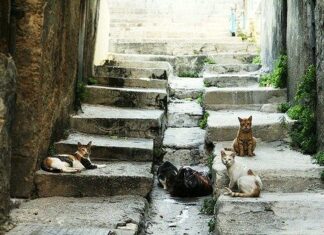 Asentamientos de gatos en las grandes ciudades