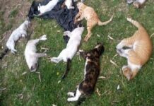 La interacción de los gatos ferales con las personas