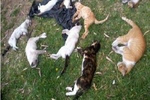 eutanasiagatferal