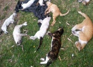 La interacción de los gatos ferales con las personas