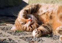 Actividades que favorece la anatomía del gato