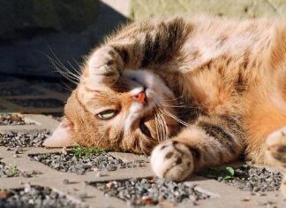 Actividades que favorece la anatomía del gato