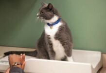 Cuidados para el gato diabético