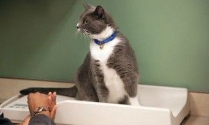 gato-diabetico-en-el-veterinario