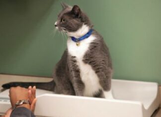 Cuidados para el gato diabético