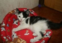 Comportamiento de los gatos domésticos