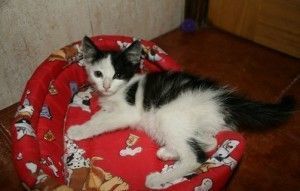 gato domestico