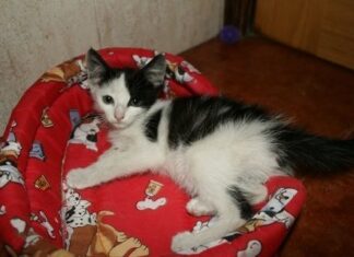 Comportamiento de los gatos domésticos