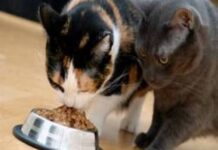 Instinto de supervivencia en los gatos