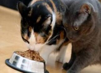 Instinto de supervivencia en los gatos