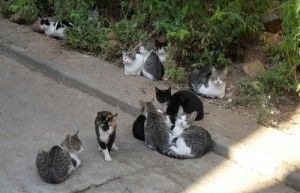gatos ferales
