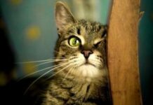 Medicina alternativa para gatos: Homeopatía