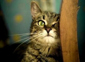 Medicina alternativa para gatos: Homeopatía