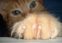 Las uñas de los gatos