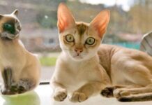 Qué beneficios aportan los gatos a la salud