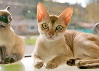 Qué beneficios aportan los gatos a la salud