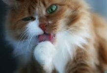 Bolas de pelo en los gatos, tratamientos de emergencia