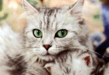 El celo en los gatos 2