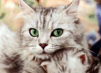 El celo en los gatos 2