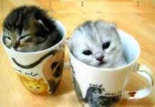 Anuncios protagonizados por gatos