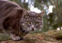 ¿Por qué convulsionan los gatos?