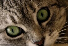 Por qué debes esterilizar a tus gatos