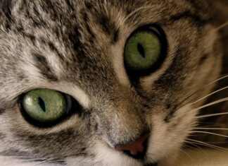 Por qué debes esterilizar a tus gatos