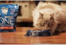 Cómo hacer que un gato adelgace alimentacion del gato