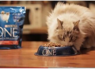 Cómo hacer que un gato adelgace alimentacion del gato