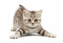 Cómo saber si mi gato tiene parásitos 2