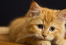 Qué hacer cuando un gato comienza a vomitar