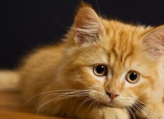 Qué hacer cuando un gato comienza a vomitar