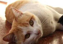 Cómo saber si mi gato tiene parásitos