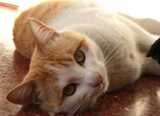 Cómo saber si mi gato tiene parásitos