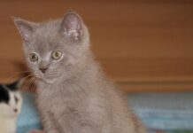 El gato pelicorto británico entre los más bellos
