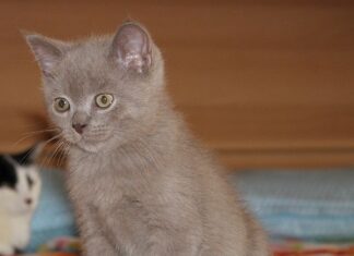 El gato pelicorto británico entre los más bellos