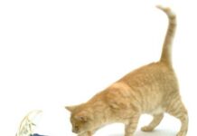 Cómo Evitar que tu Gato tenga Problemas de Sobrepeso evitar sobre peso en gatos