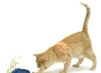 Cómo Evitar que tu Gato tenga Problemas de Sobrepeso evitar sobre peso en gatos