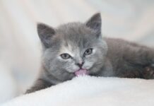 Curiosidades de los gatos