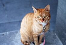 ¿Debería comprar un collar a mi gato?
