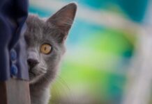 Collares con cascabeles o adornos: un peligro innecesario