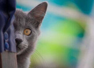 Collares con cascabeles o adornos: un peligro innecesario